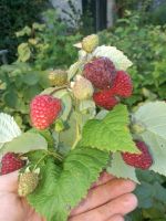 Himbeeren Sorte Zefa im 5L Topf lecker große Früchte Brandenburg - Karstädt Prignitz Vorschau