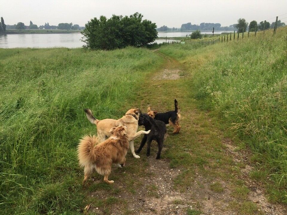 Hundeausführdienst / Gassiservice / Dogwalking in Düsseldorf