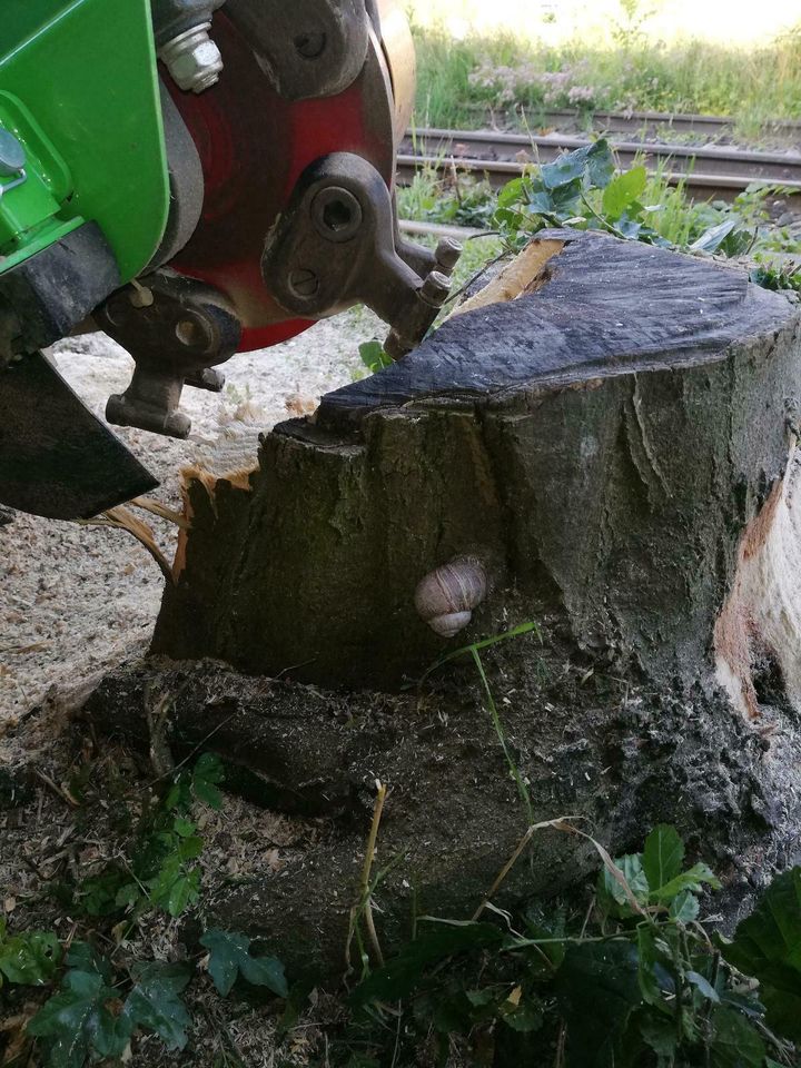 Baumstumpf entfernen, Wurzelstock entfernen, Hecken Rodung, Garte in Landshut