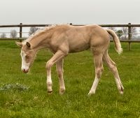 Quarter Horse Fohlen | Stute | Absetzer | Reining Hessen - Kassel Vorschau