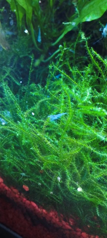 Blue Jelly Garnele - Neocaridina in Finnentrop