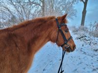 Pflegebeteiligung gesucht für Pony (Pferd sucht) Kreis Pinneberg - Schenefeld Vorschau