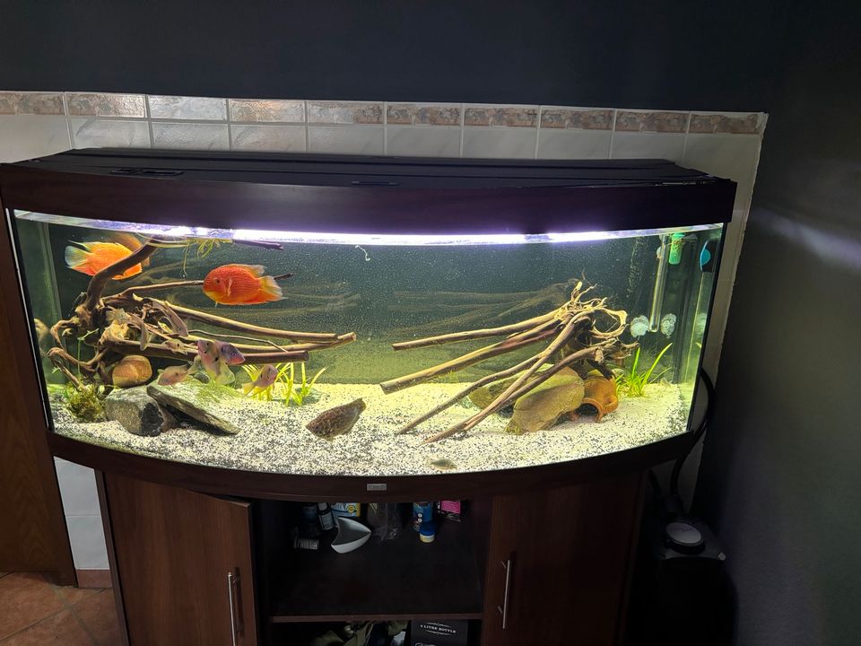 450L Juwel Aquarium mit Zubehör und Fischen MAI ANGEBOT in Rodenbach b. Altenkirchen, Westerwald