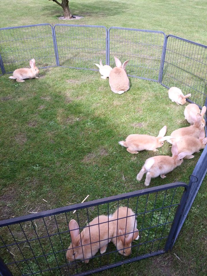 Deutsche Riesen Kaninchen gelb in Altenbeken