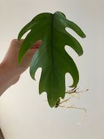Philodendron mayoi bewurzelt Nordrhein-Westfalen - Erkrath Vorschau