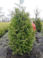 Solitär Thuja 260/280 cm ca.100/120 cm breit Niedersachsen - Filsum Vorschau