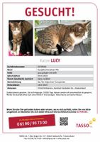 Katze Lucy immer noch vermisst Bayern - Heilsbronn Vorschau