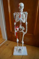 anatomisches Mini-Skelett mit Muskeldarstellung Rheinland-Pfalz - Mainz Vorschau