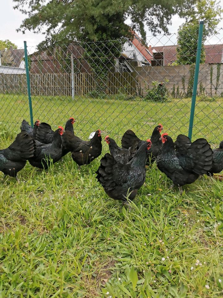 Große Australorps Hühner in Hanau