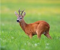 Rehwild Wildbret Wildfleisch Baden-Württemberg - Villingen-Schwenningen Vorschau