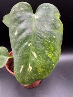 Monstera Thai Constellation Miracle Tricolor Variegata Bayern - Germering Vorschau