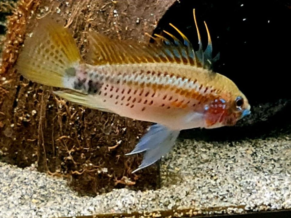 Apistogramma Eremnopyge *Rarität * in Schwerte