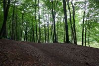 Waldbaden Achtsamkeit 2 Tage Gesundheitsförderung Stressabbau Nordrhein-Westfalen - Gescher Vorschau