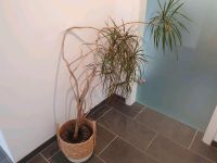 Drachenbaum/Pflanze zu verkaufen Aachen - Preuswald Vorschau