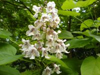 Trompetenbaum ( Catalpa bignoniodes ) Spektakuläre Blüte Niedersachsen - Göttingen Vorschau