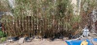Bambus zu verschenken Nordrhein-Westfalen - Krefeld Vorschau