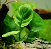 Anubias barteri Sachsen-Anhalt - Burg Vorschau