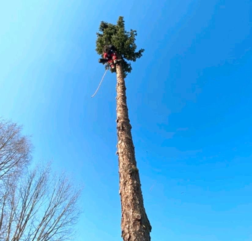 Baumfällung Baumpflege gut & günstig Gartenpflege Heckenschnitt in Elmenhorst/Lichtenhagen