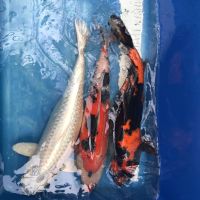 Koi Hi Utsuri, Sanke, Platinum, 40-45 cm Nordrhein-Westfalen - Wachtendonk Vorschau