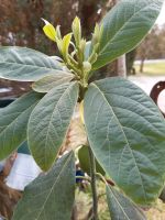 Avocado Bäumchen im Topf.  Großer Blumentopf München - Bogenhausen Vorschau