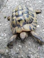 Dringend Schildkrötenhaus Juwel gesucht Baden-Württemberg - Grenzach-Wyhlen Vorschau