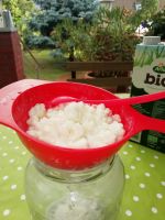 Kefir, Kefirknollen, Milchkefir Brandenburg - Rathenow Vorschau