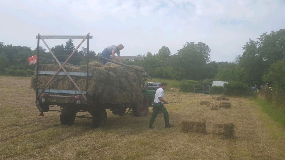 Heu in kleinen Hd Ballen in Maintal