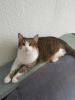 Hauskatzen abzugeben Sachsen - Chemnitz Vorschau