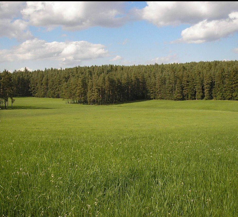 Wiese zur Pacht in Steinheim und Umgebung gesucht in Steinheim