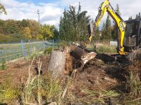 Wurzeln entsorgen, Baumwurzeln entfernen, Wurzelstubben entfernen Brandenburg - Ortrand Vorschau