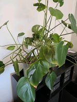 Monstera Pflanze im Beton Topf Boysenbär von Ikea Altona - Hamburg Altona-Nord Vorschau