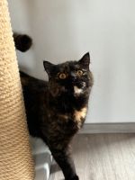 BKH Katze Chloe 2 Jahre alt mit Stammbaum Nordrhein-Westfalen - Wipperfürth Vorschau