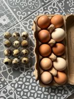 Frische Eier zu verkaufen Leipzig - Seehausen Vorschau