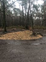 Baumfällung Rückschnitte Baumpflege Wurzelfräsen Nordrhein-Westfalen - Saerbeck Vorschau