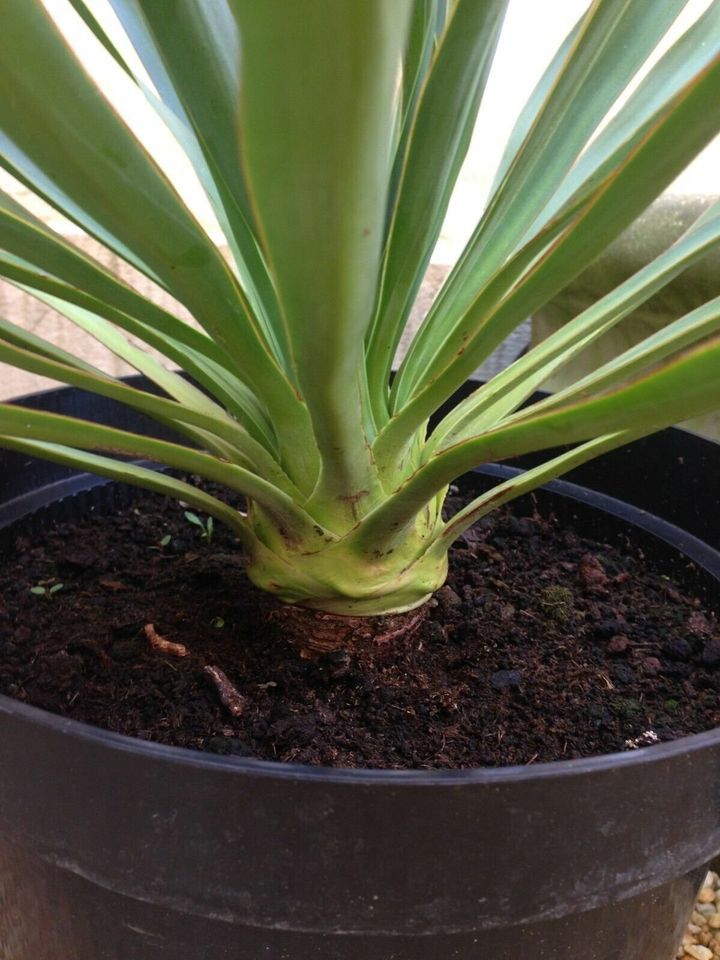 Yucca Palme Freilandpalme Pflanze winterhart bis ca -30°C Garten in Hannover