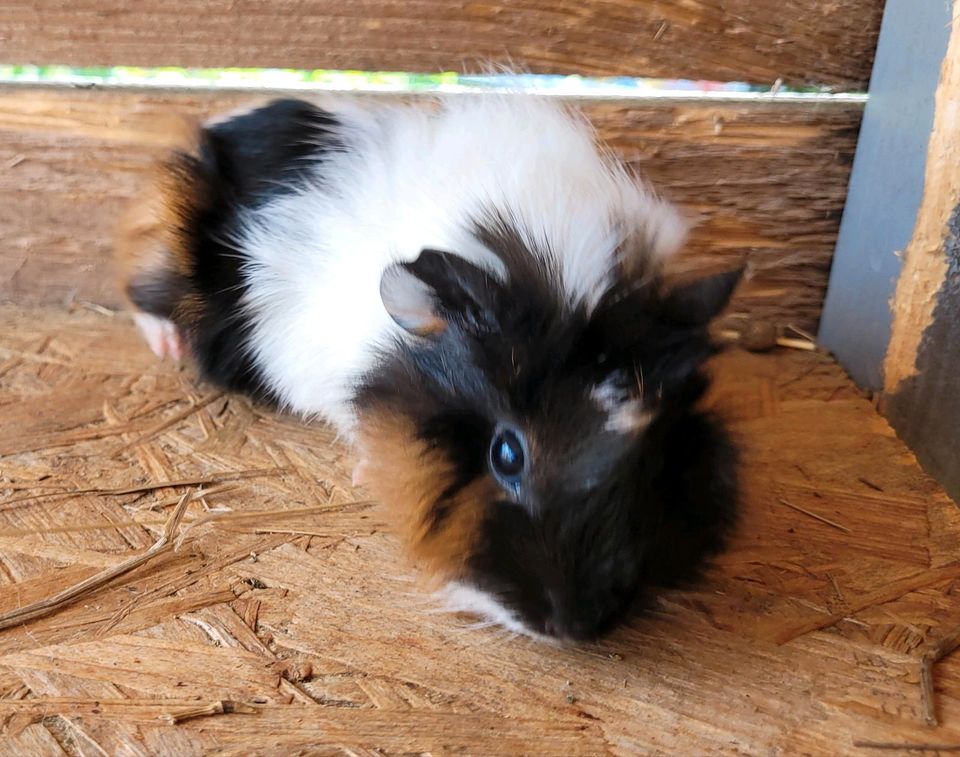 Verkaufe ein junges Meerschweinchenweibchen in Bergneustadt