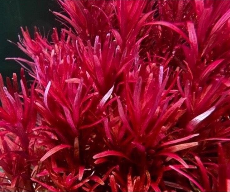 Rotala Blood Red Singapore in Duisburg