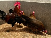 Italiener Hühner Stamm 1,3 Rebhuhnfarbig Sachsen - Großenhain Vorschau
