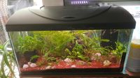 Aquarium 54L 60x30x30 cm mit Besatz Pumpe Filter komplett Nordrhein-Westfalen - Leverkusen Vorschau