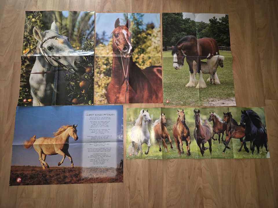 Pferde Pony Club Poster in Porta Westfalica