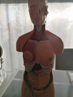 Weibliche Anatomische Körper Lernfigur 85 cm hoch Hessen - Langenselbold Vorschau