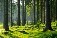 Suche: Wald, Knick, Gehölz, Baumbestand Schleswig-Holstein - Rickling Vorschau