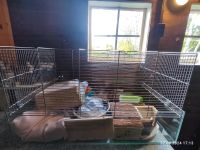 Hamster Mäuse Käfig Niedersachsen - Aurich Vorschau