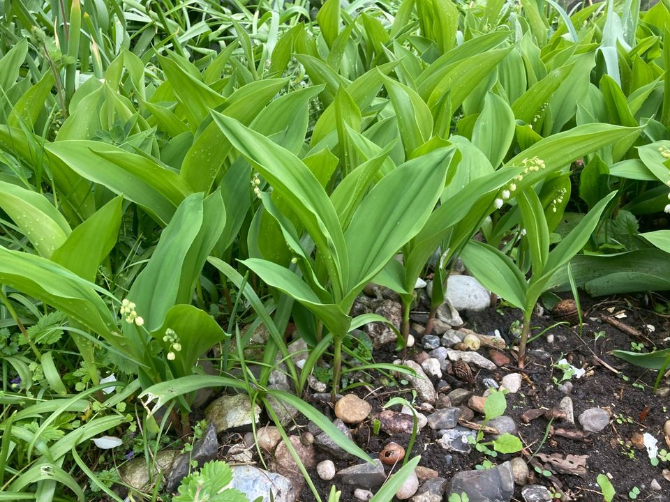 Maiglöckchen Pflanzen Blumen Setzling, Selbstabholung in Dommitzsch