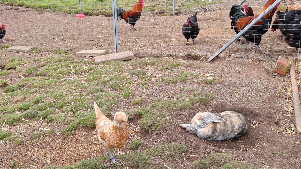 Hühner Küken Enten Gänse Geflügel Hennen Eier buntleger in Creußen