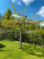 Platane Baum Spalier Garten Nordrhein-Westfalen - Grevenbroich Vorschau