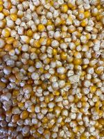2,5 kg Mais ähnlich Bio Brandenburg - Gröden Vorschau