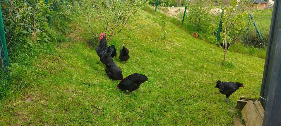 Reinrassige Hennen Hühner Legehennen  ab 20€ in Geestland