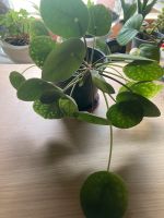 Pilea Bauchnabel zu verkaufen Bayern - Dorfen Vorschau