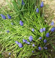 50 Muscari armeniacum Traubenhyazinthen blau getr. Blumenzwiebeln Nordrhein-Westfalen - Viersen Vorschau